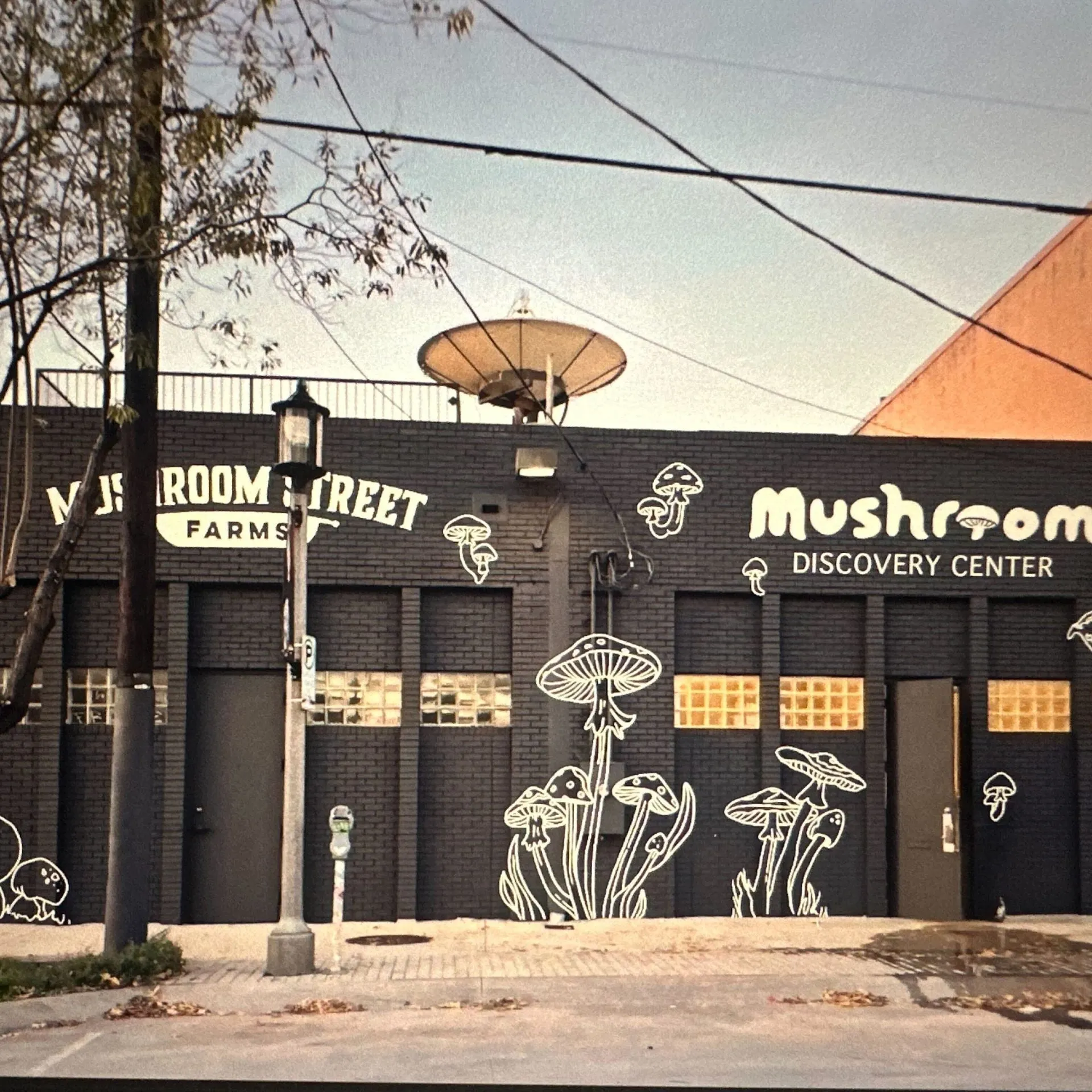 Gourmet mushrooms at the Discovery Center